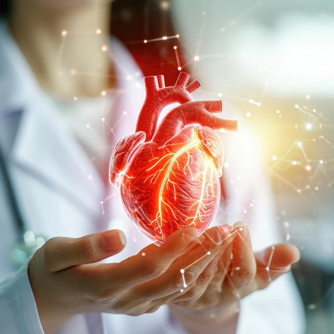 A doctor holding an anatomical heart model